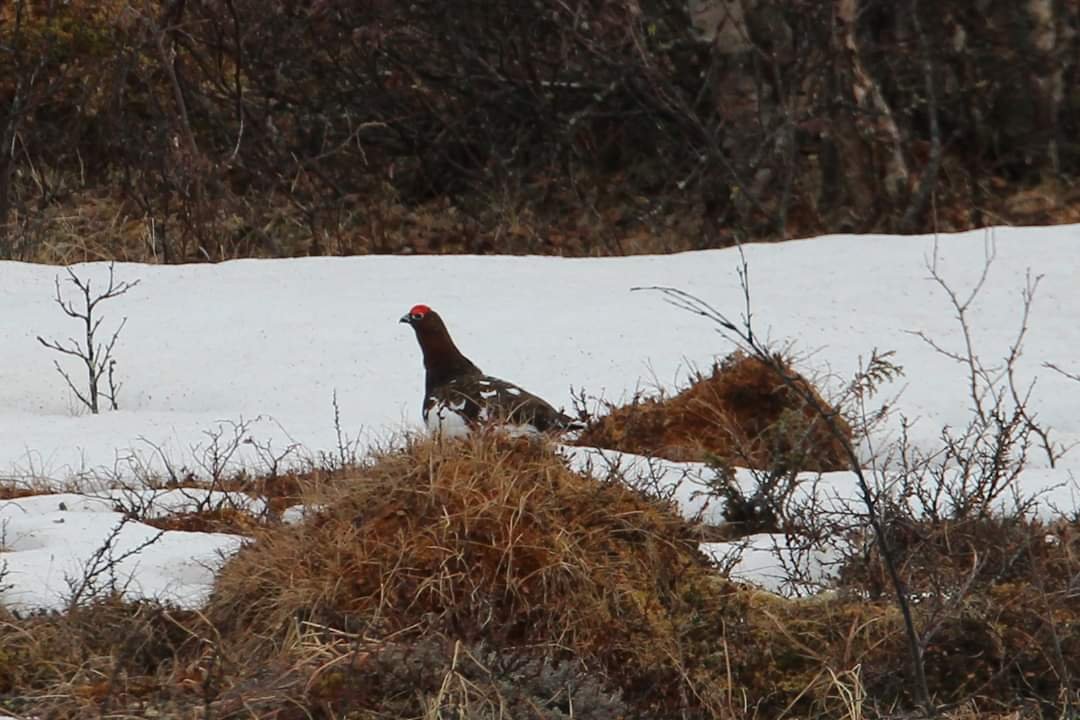 Snøhetta Camping (Hjerkinn)